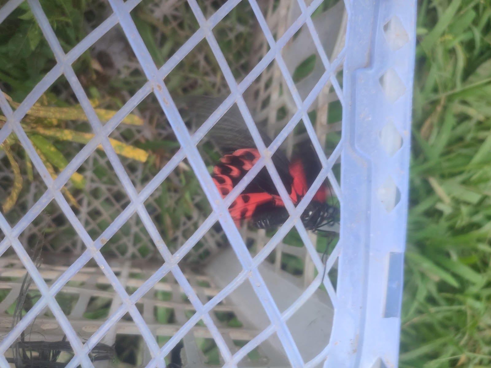 Lorica's Butterfly Breeding Farm photo 4
