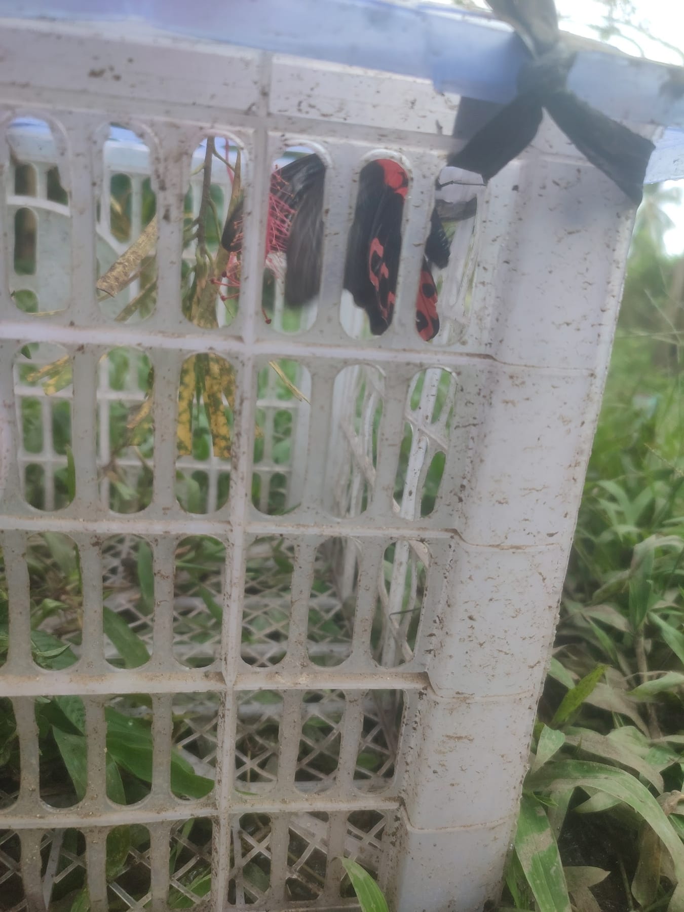 Lorica's Butterfly Breeding Farm photo 3