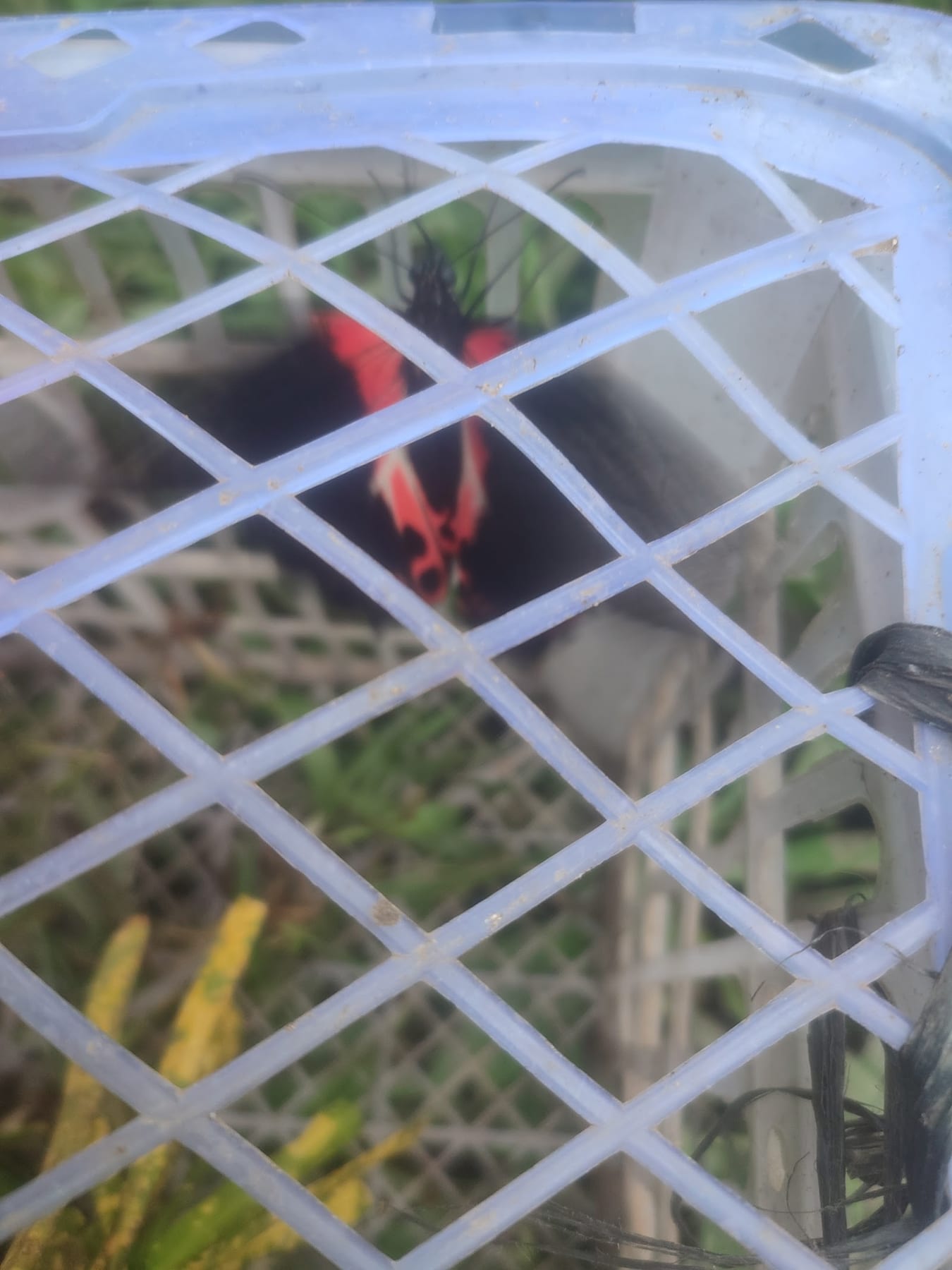 Lorica's Butterfly Breeding Farm photo 2