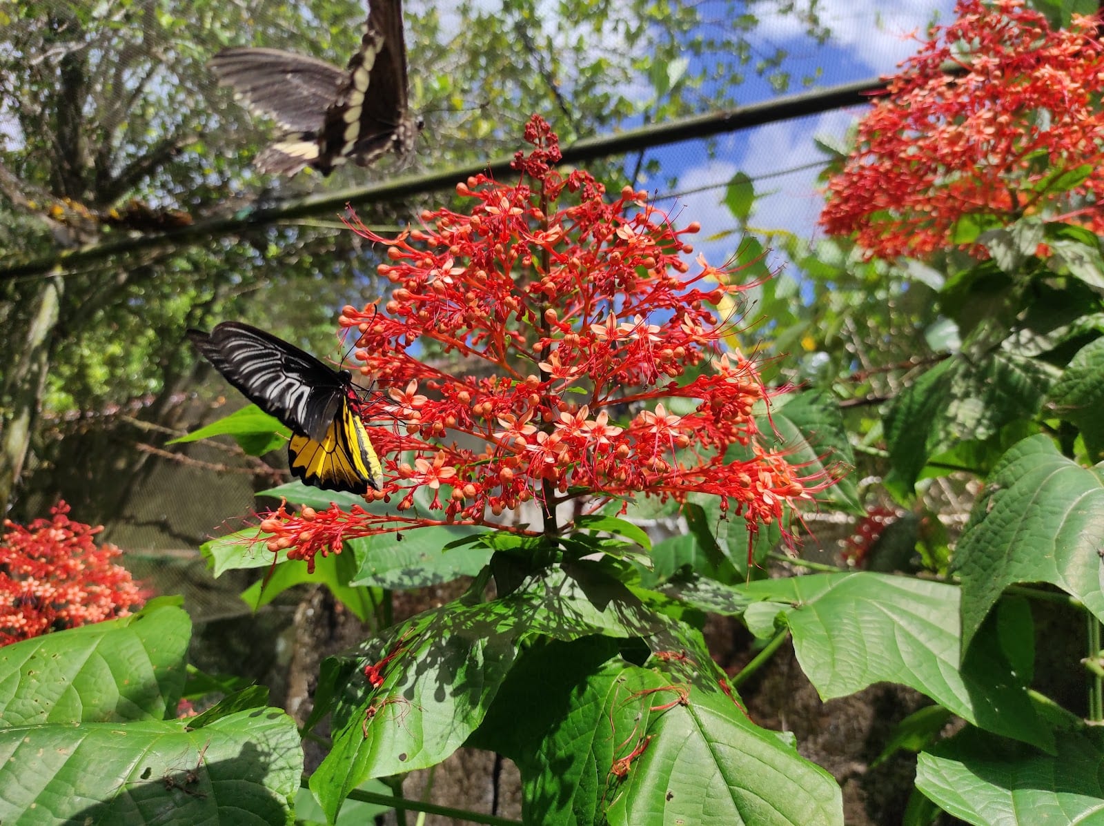 Marl Insects and Butterfly Culture photo 7