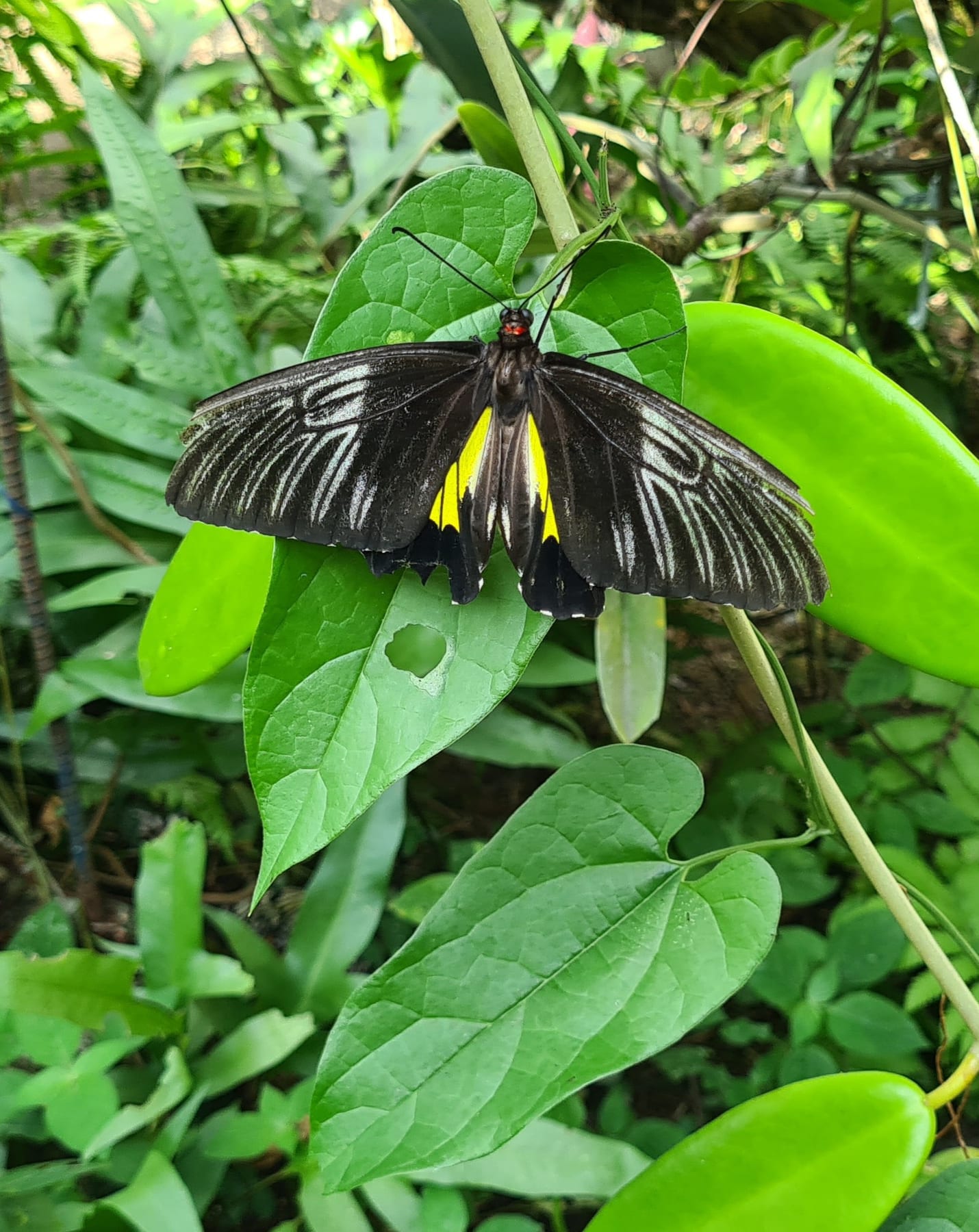 Marl Insects and Butterfly Culture photo 2