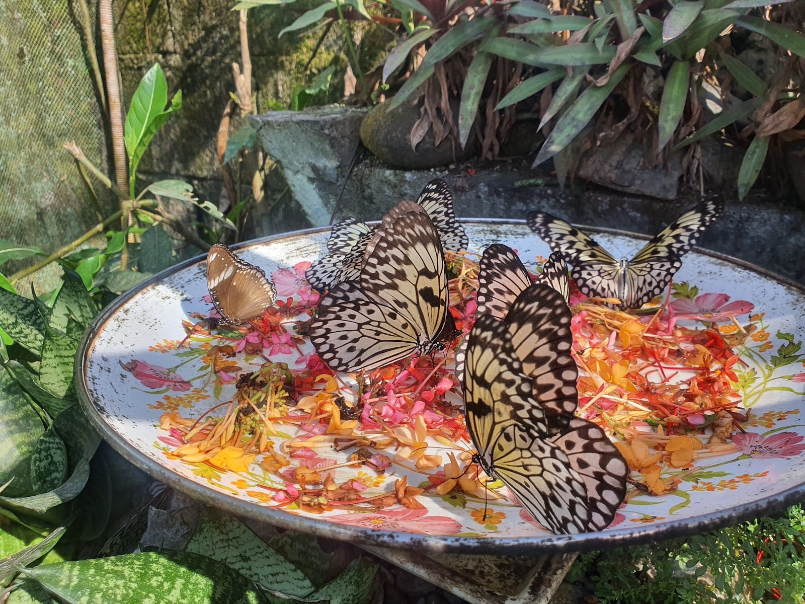 Marl Insects and Butterfly Culture photo 6