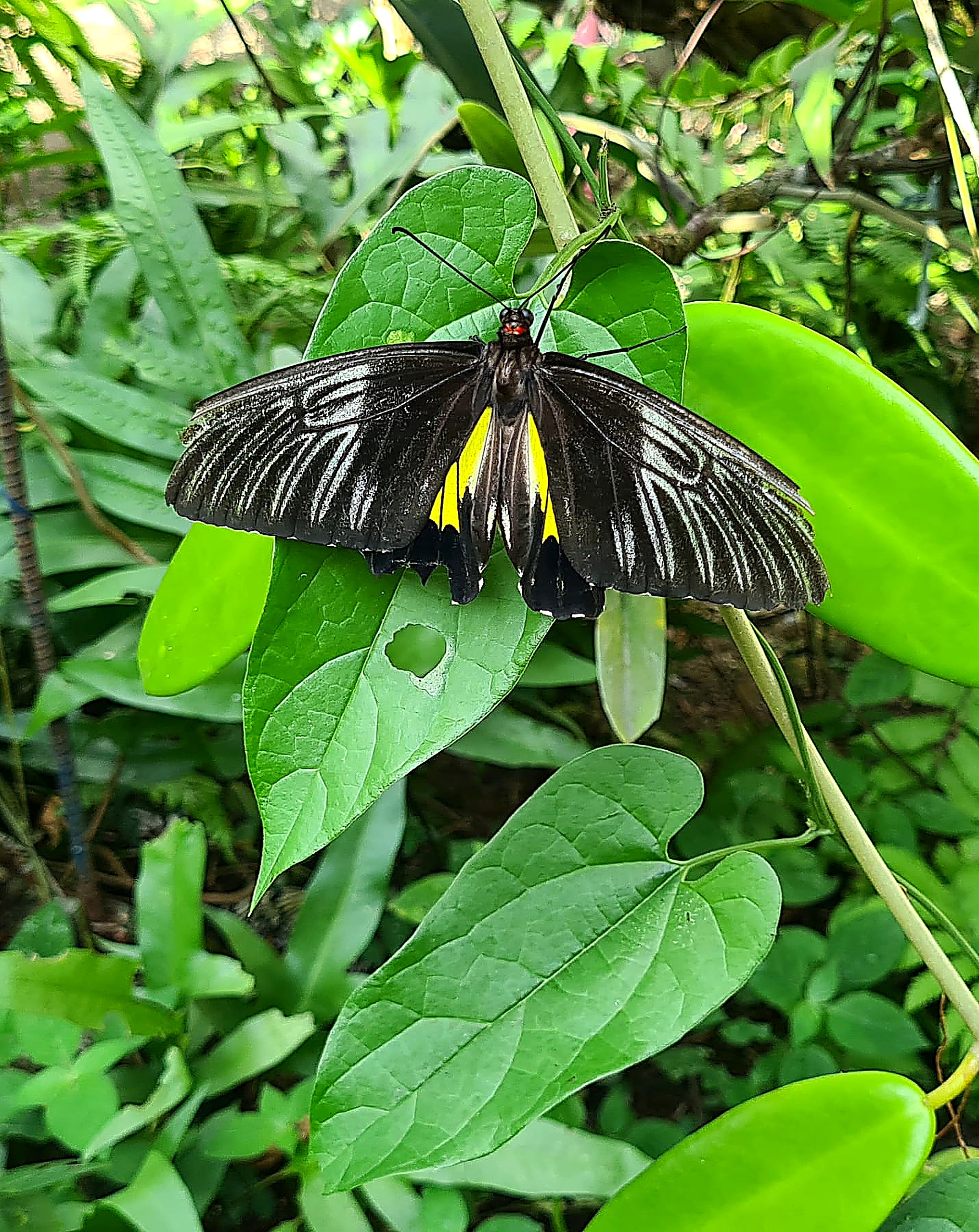 Marl Insects and Butterfly Culture, Marinduque's first and largest butterfly farm, Boac